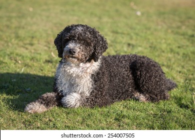 Spanish Water Dog