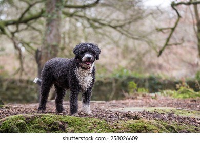 Spanish Water Dog