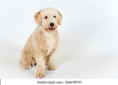 Spanish Water Dog