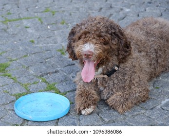 Spanish Water Dog And Frisbee