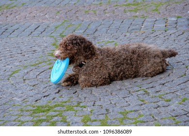 Spanish Water Dog And Frisbee