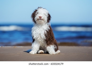 Spanish Water Dog Puppy Sitting On A Beach