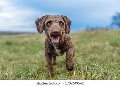 Spanish Water Dog. Young Happy dog playing outside, jumping, walking, running freely on an open field. Dog portrait, neutral background, bright blue sky. Natural lighting