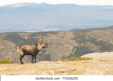 Spanish Wild Goat - Iberian Ibex