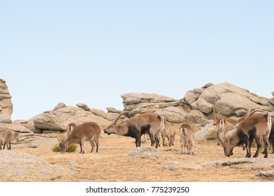 Spanish Wild Goat - Iberian Ibex