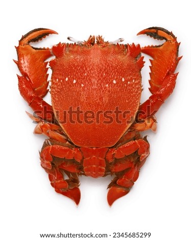 spanner crab, red frog crab isolated on white background