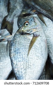 Sparidae Sea Bream On Fish Market 