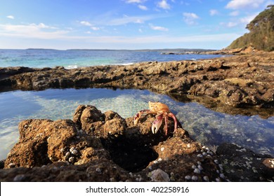 A sparkling bath of beauty with shell encrusted walls is the sea rockpool and what lies within a small enchanted world of crabs and fish and other crustaceans basquing in tranquility.