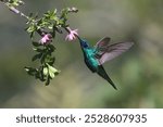 Sparkling violetear Colibri coruscans, Ecuador