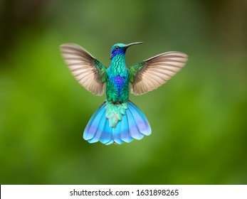 Сверкающие фиолетовые уши (Colibri coruscans) — вид колибри. Он широко распространен в высокогорных районах северной и западной части Южной Америки, включая большую часть Анд