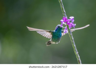 Colibrí violeta brillante en el bosque nuboso de Monteverde, Costa Rica