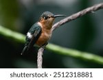 Sparkling-tailed hummingbird standing on a branch in Fraijanes, Guatemala.