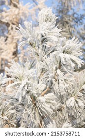 Sparks Of Sunlight In The Frosty Air During A Walk In The Winter Park On Frosty Days