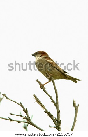 sparow
