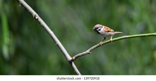 sparrow