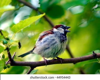 Sparrow