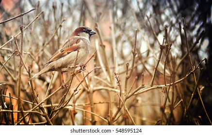Sparrow
