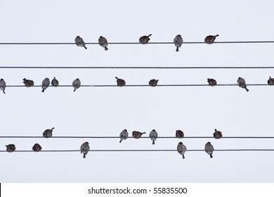 sparrow