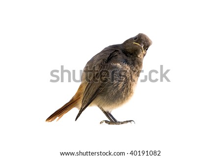 Otto Bird Chick Redstart