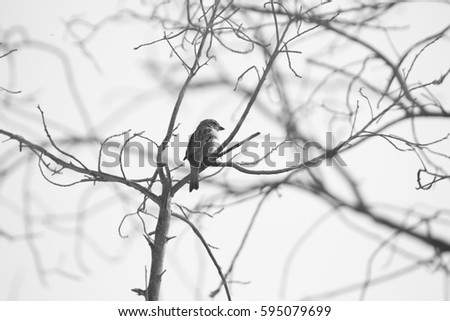 Similar – Image, Stock Photo On the ascending branch
