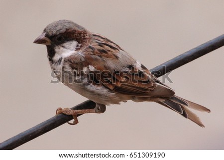 sparrow