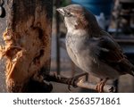 A Sparrow arrives on the backyard deck                               