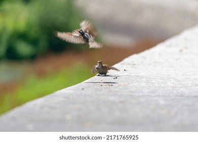 Sparrow. Ave. Brown Colored Sparrows Flying Over The Manzanares River In Madrid Río, A Park In The City Of Madrid, In Spain. Europe. Horizontal Photography.