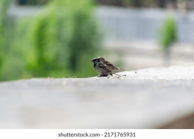 Sparrow. Ave. Brown Colored Sparrows Flying Over The Manzanares River In Madrid Río, A Park In The City Of Madrid, In Spain. Europe. Horizontal Photography.