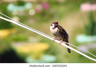                                A sparrow basks in the sun sitting on a wire, opens its beak. Sparrow with open beak.