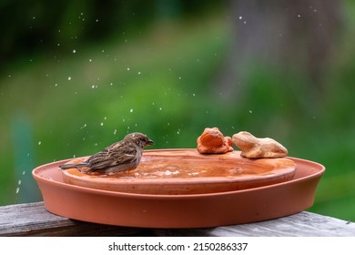 a sparrow is bathing and splashing with water in a bird bath  - Shutterstock ID 2150286337
