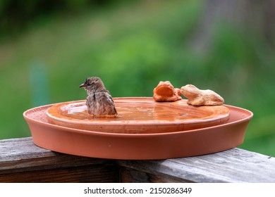 A Sparrow Is Bathing And Splashing With Water In A Bird Bath 