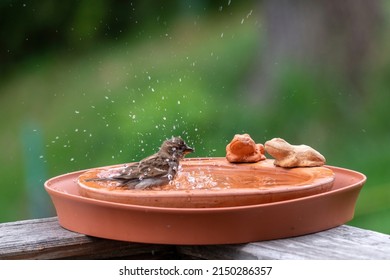 A Sparrow Is Bathing And Splashing With Water In A Bird Bath 