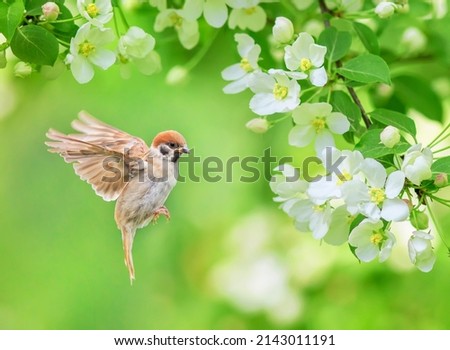 a sparrow bird flies among the flowering branches of an apple tree in a spring garden