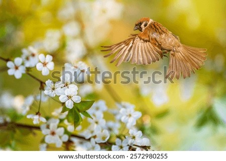 a sparrow bird flies over a blossoming cherry branch in a spring garden