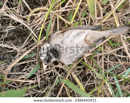 The sparrow bird has been killed by a gunshot