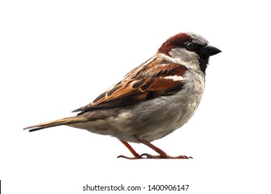 6,090 Family Sparrow Images, Stock Photos & Vectors | Shutterstock