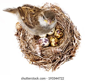 Sparrow Bird And A Nest