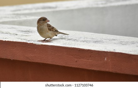 A Sparrow Bird on Roof  - Shutterstock ID 1127103746
