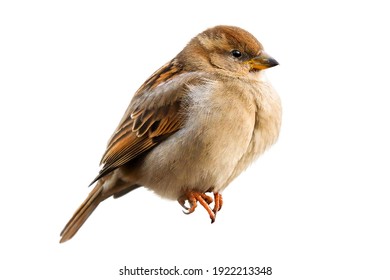 Sparrow bird perched isolated. House sparrow female songbird (Passer domesticus) sitting singing perched on isolated white background. Sparrow cut out bird wildlife