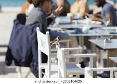 Sparrow Bird Perched On A Chair - Powered by Shutterstock