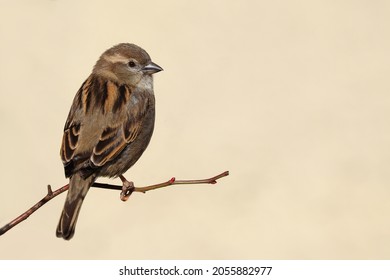 5,834 Cute Sparrow Bird Female Images, Stock Photos & Vectors ...