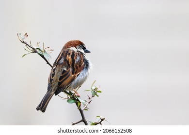 Sparrow bird perched on tree branch. House sparrow songbird (Passer domesticus) sitting singing on brown wood branch isolated on bright background. Sparrow bird wildlife.