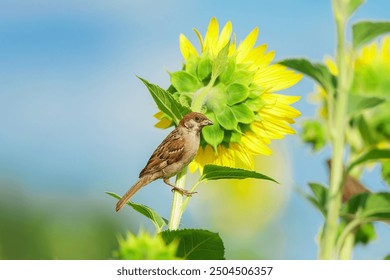 Sparrow bird perched on tree branch. House sparrow female songbird (Passer domesticus) sitting singing on brown wood branch with yellow out of focus negative space background. Sparrow bird wildlife. - Powered by Shutterstock