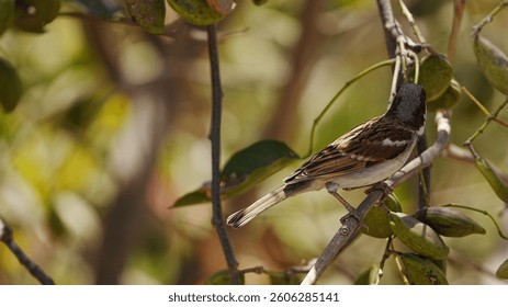 Sparrow bird perched on tree branch. House sparrow female songbird (Passer domesticus) sitting singing on brown wood branch with yellow out of focus negative space background. Sparrow bird wildlife.
 - Powered by Shutterstock - Get 15% off with code: PIKWIZARD15