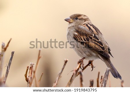 Sparrow bird perched on tree branch. House sparrow female songbird (Passer domesticus) sitting singing on brown wood branch with yellow out of focus negative space background. Sparrow bird wildlife.