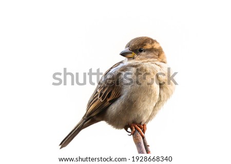 Sparrow bird perched on twig tree branch head look back. House sparrow female songbird (Passer domesticus) sitting singing perched on wood branch twig isolated white background. Sparrow bird wildlife.