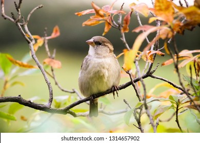 Sparrow bird sitting on tree branch. Sparrow songbird (family Passeridae) sitting and singing on tree branch amidst yellow and green leaves close up photo. Bird wildlife scene.