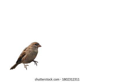 Sparrow bird with white background.
Sitting on left side. - Powered by Shutterstock