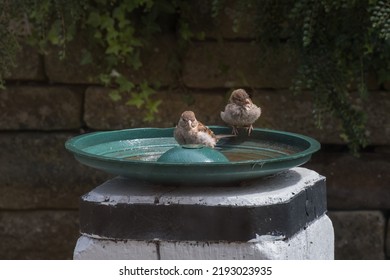 Sparrow Birds In A Bird Bath In Summer