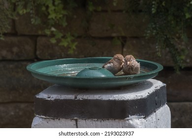 Sparrow Birds In A Bird Bath In Summer